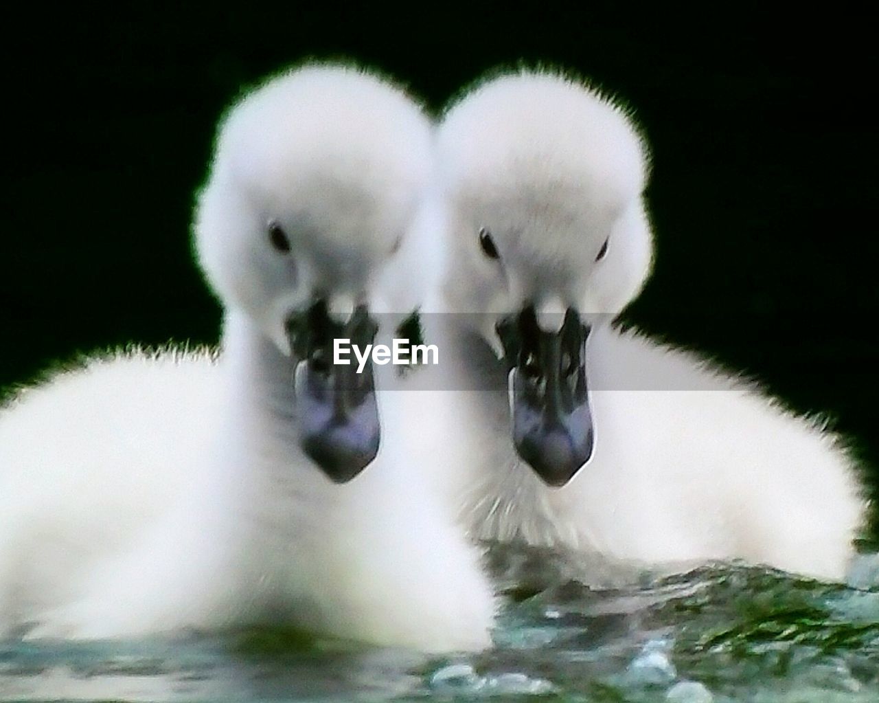 CLOSE-UP OF SWANS WITH WATER