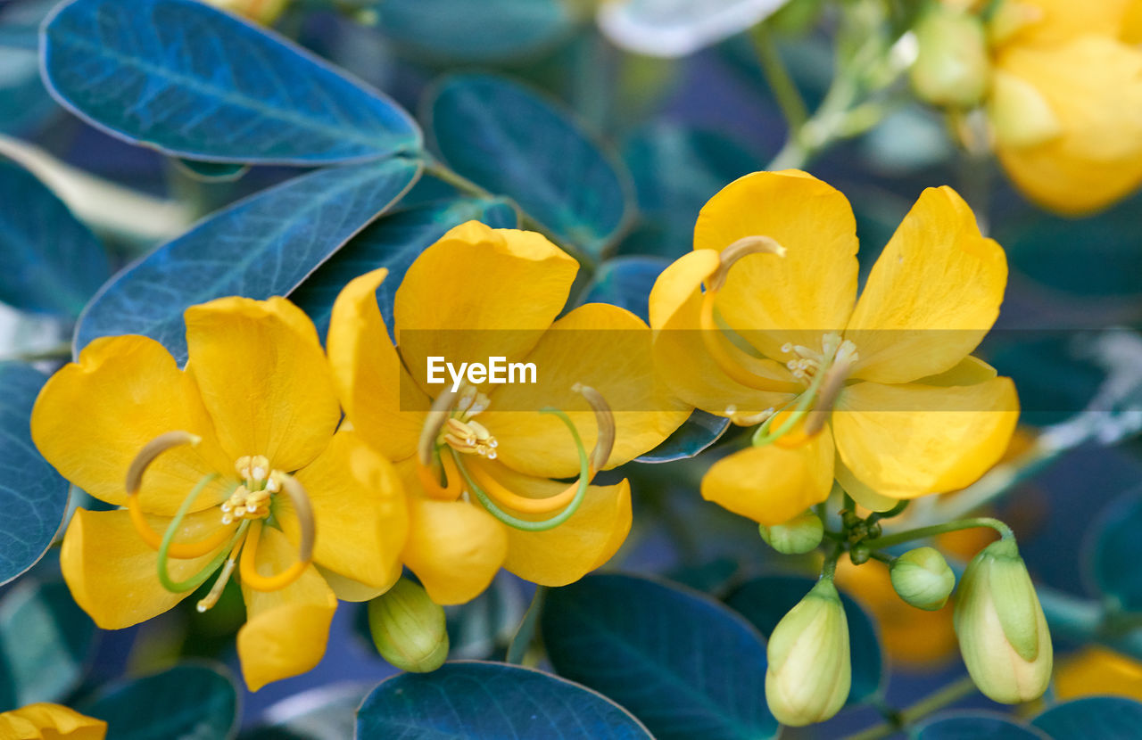 The brilliant canary-yellow of 3 senna pendula var. glabrata or easter cassia/winter senna flowers.