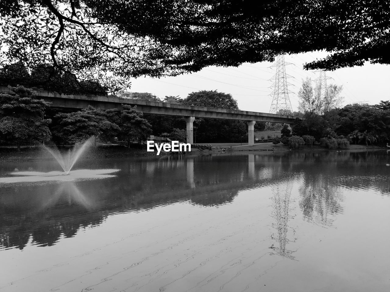 REFLECTION OF TREE IN WATER