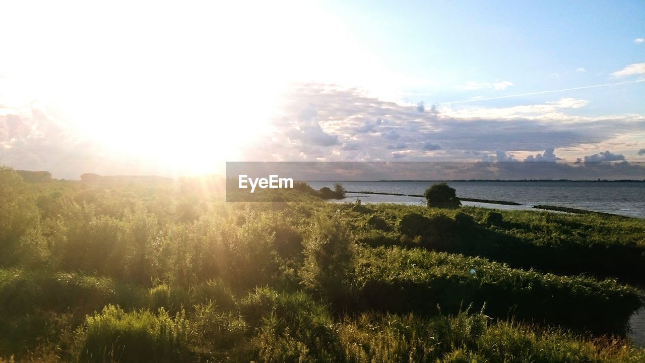 Sun shining through trees on landscape