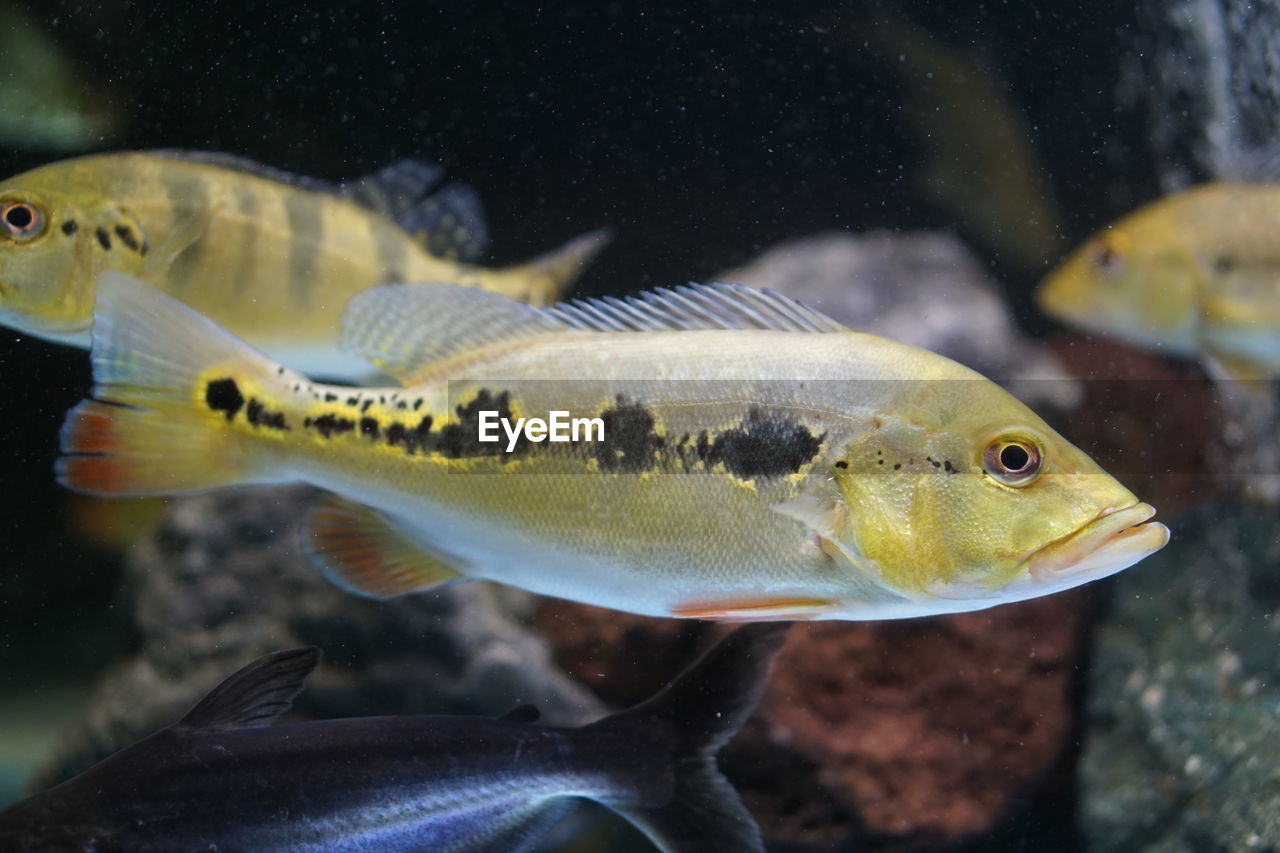 FISH IN AQUARIUM