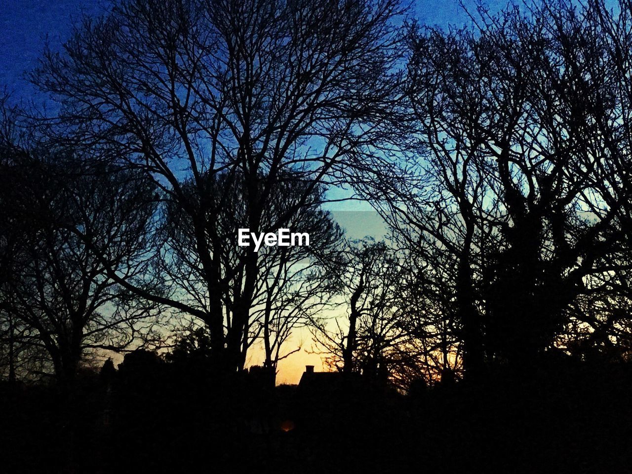 LOW ANGLE VIEW OF TREES AGAINST SKY