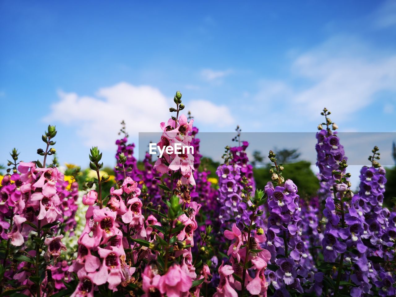 Close-up of purple flowering plants on field against sky