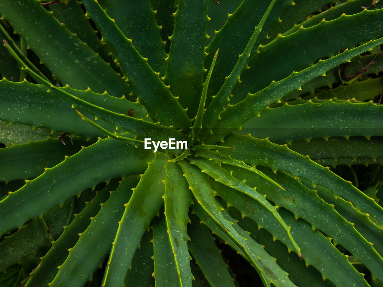 Aloe leaves 