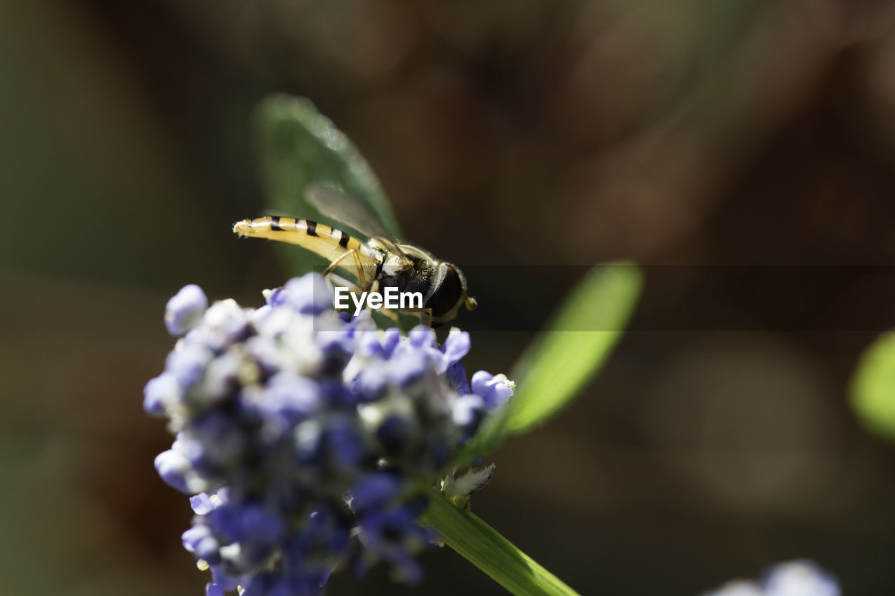 'hoverfly on blue flowers'