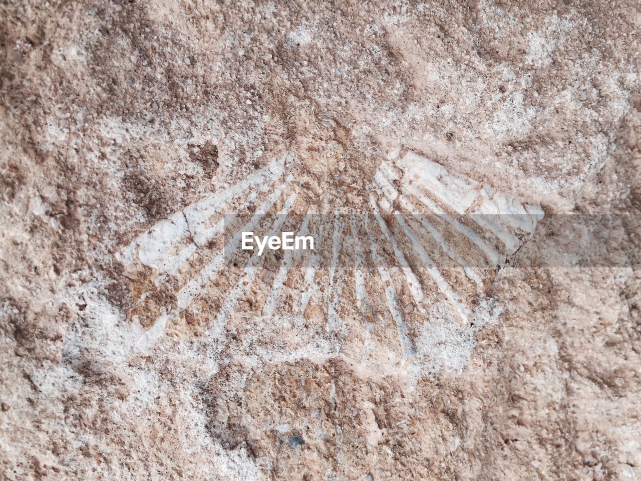 Full frame shot of fossil in a rock