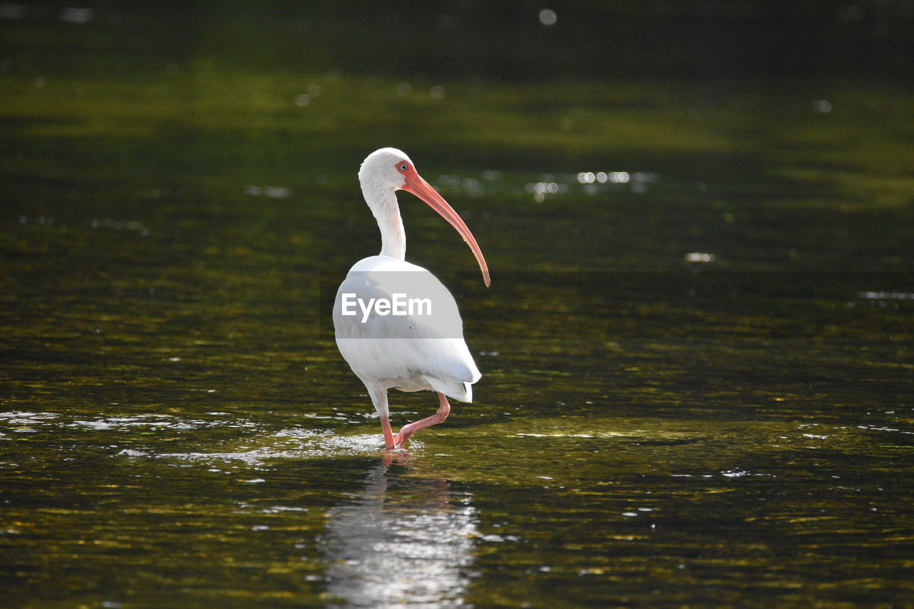 White ibis looking right while walking through clear moving water at wakulla springs