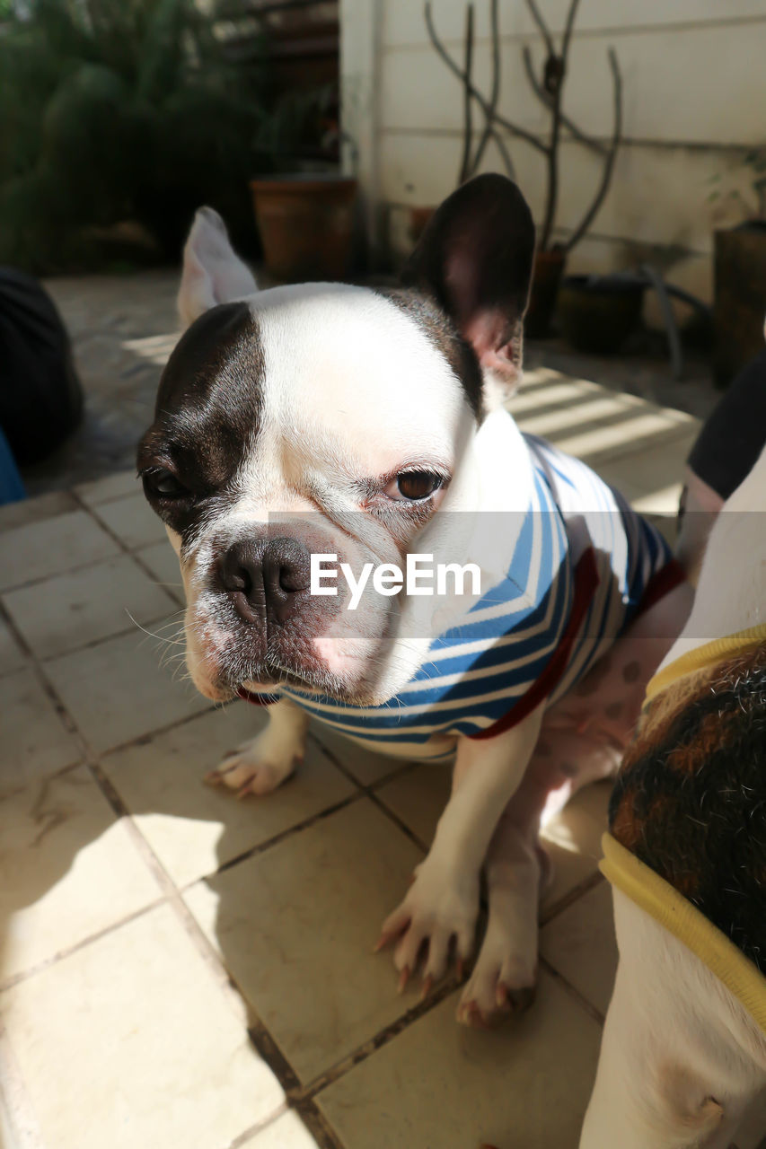 pet, domestic animals, one animal, animal themes, canine, dog, mammal, animal, french bulldog, lap dog, bulldog, portrait, looking at camera, day, indoors, focus on foreground