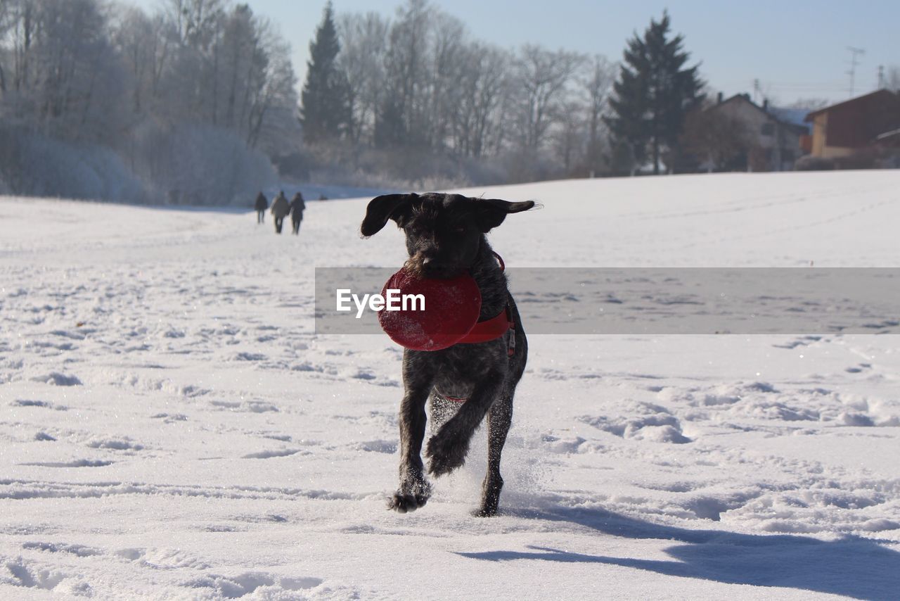 DOG ON SNOW FIELD AGAINST SKY