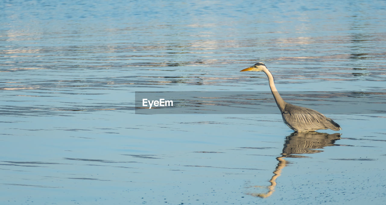 GRAY HERON ON LAKE