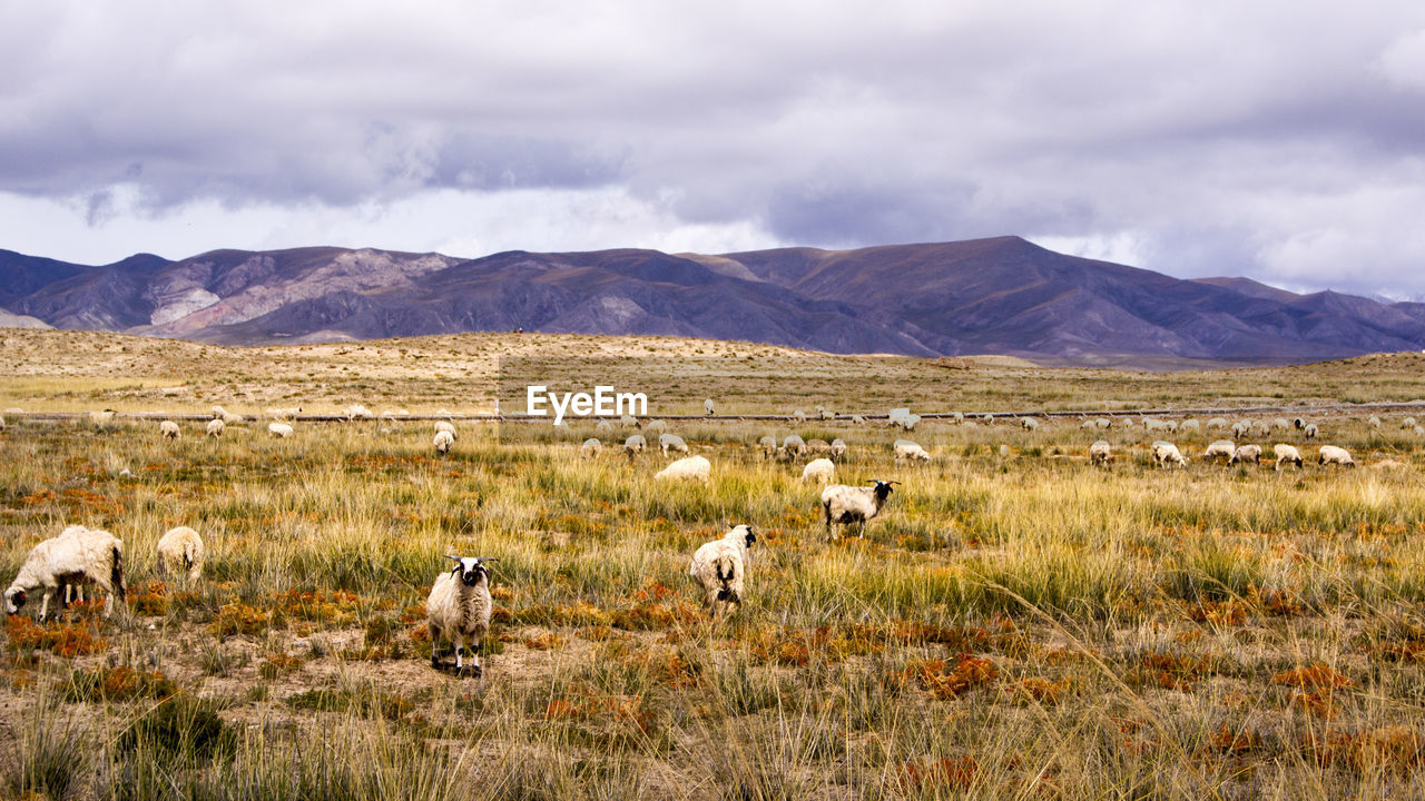 Sheep grazing on field by mountains against cloudy sky