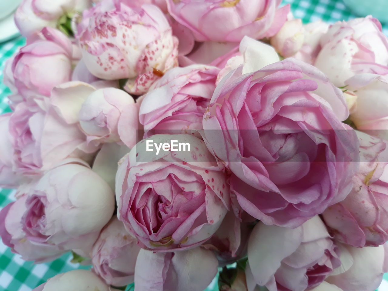 Full frame shot of pink roses