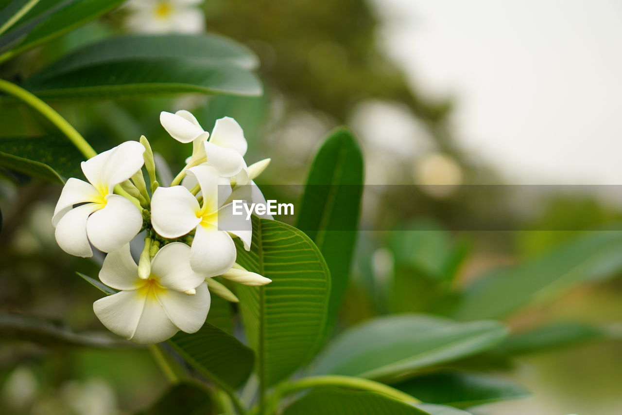 CLOSE-UP OF FRESH WHITE FLOWERS BLOOMING OUTDOORS