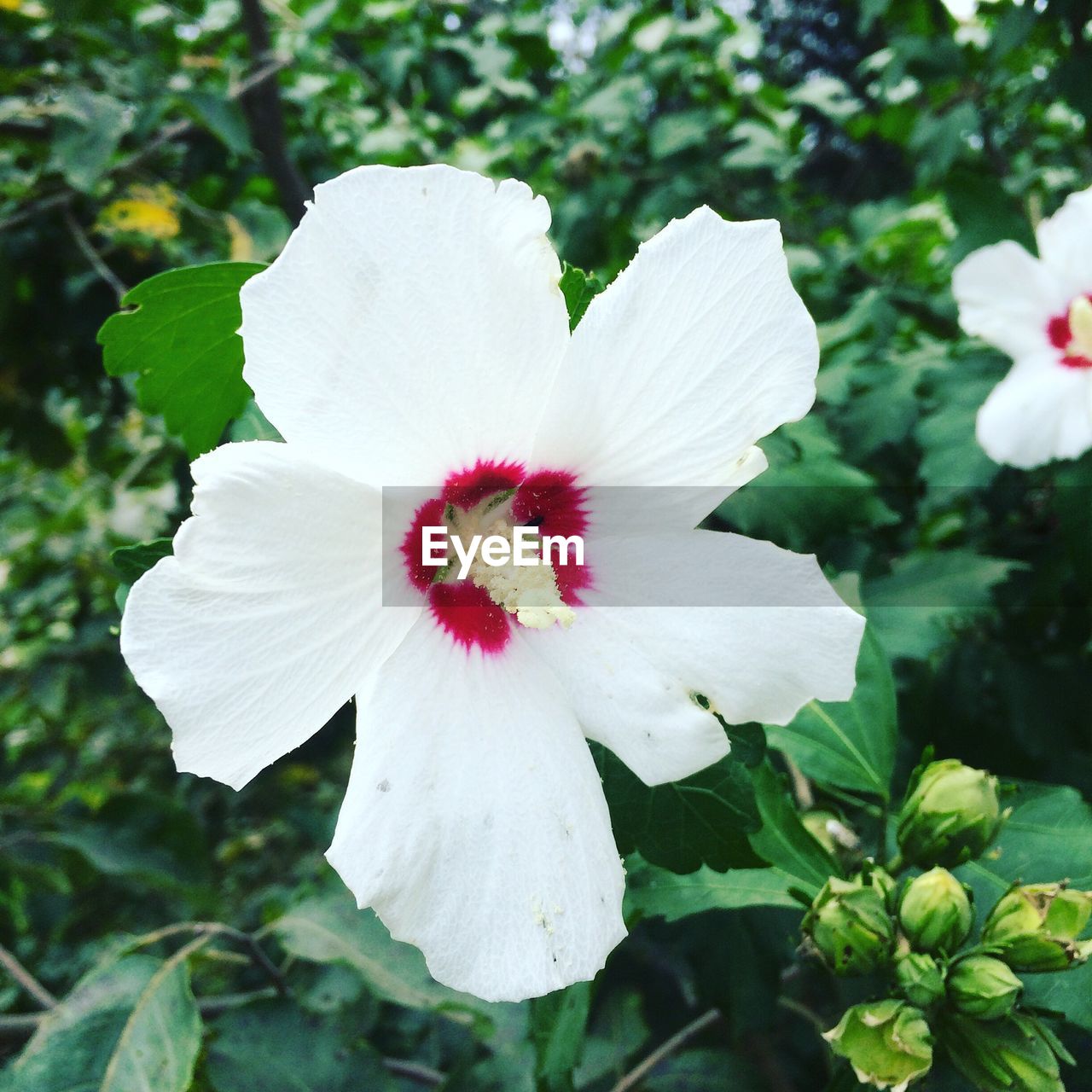 CLOSE-UP OF WHITE HIBISCUS FLOWER BLOOMING OUTDOORS