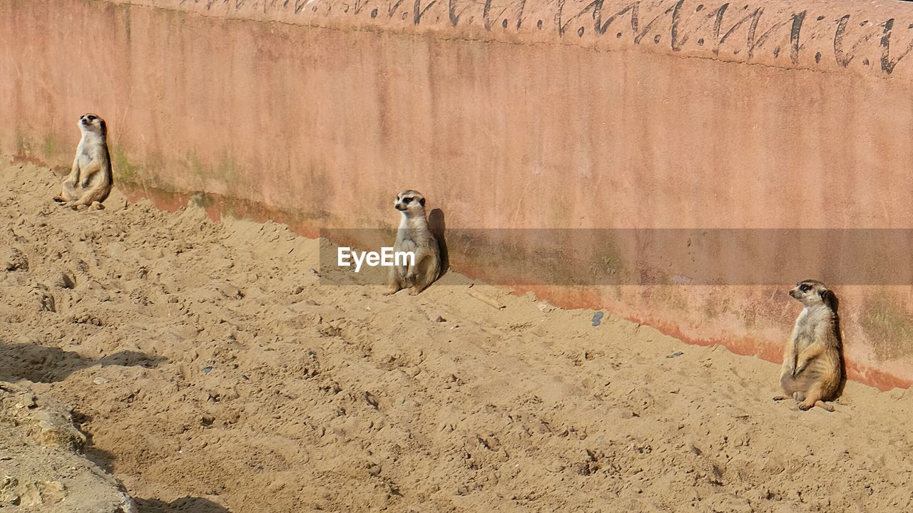 Meerkats sitting against wall during sunny day