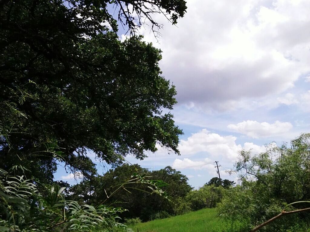 TREES ON GRASSY FIELD AGAINST CLOUDY SKY