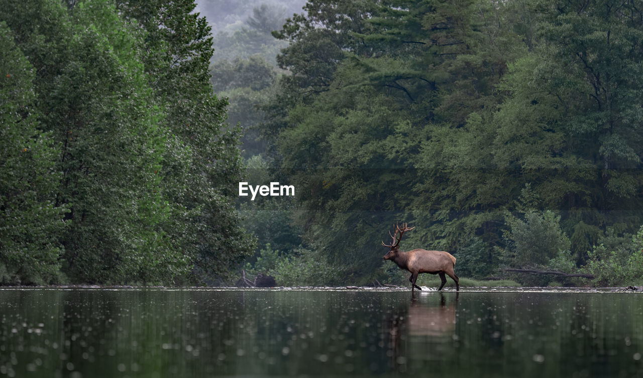 Elk in lake against trees