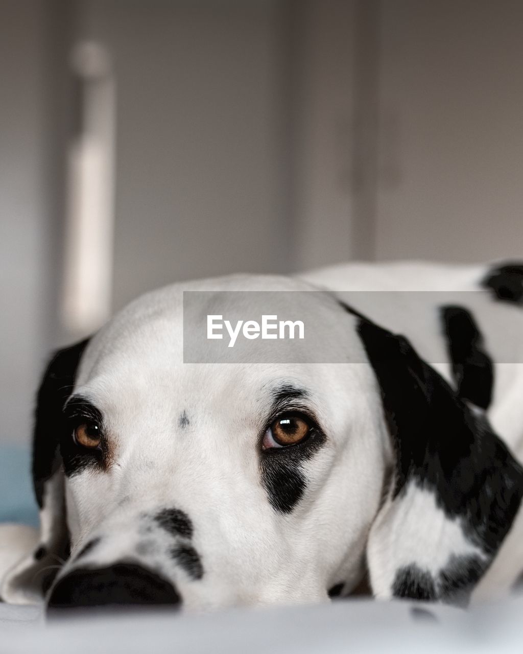 Close-up portrait of dog at home