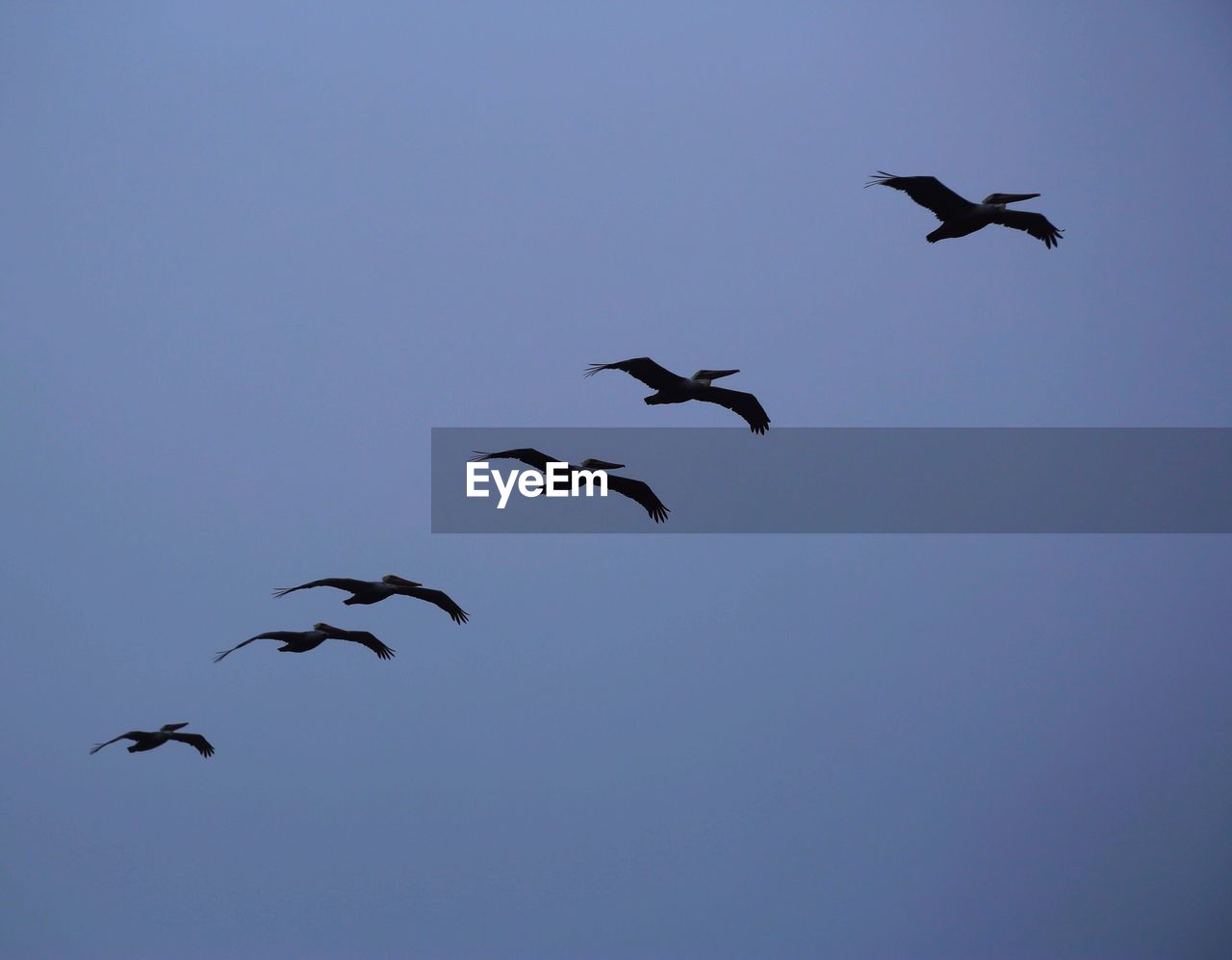 Low angle view of pelicans flying against sky