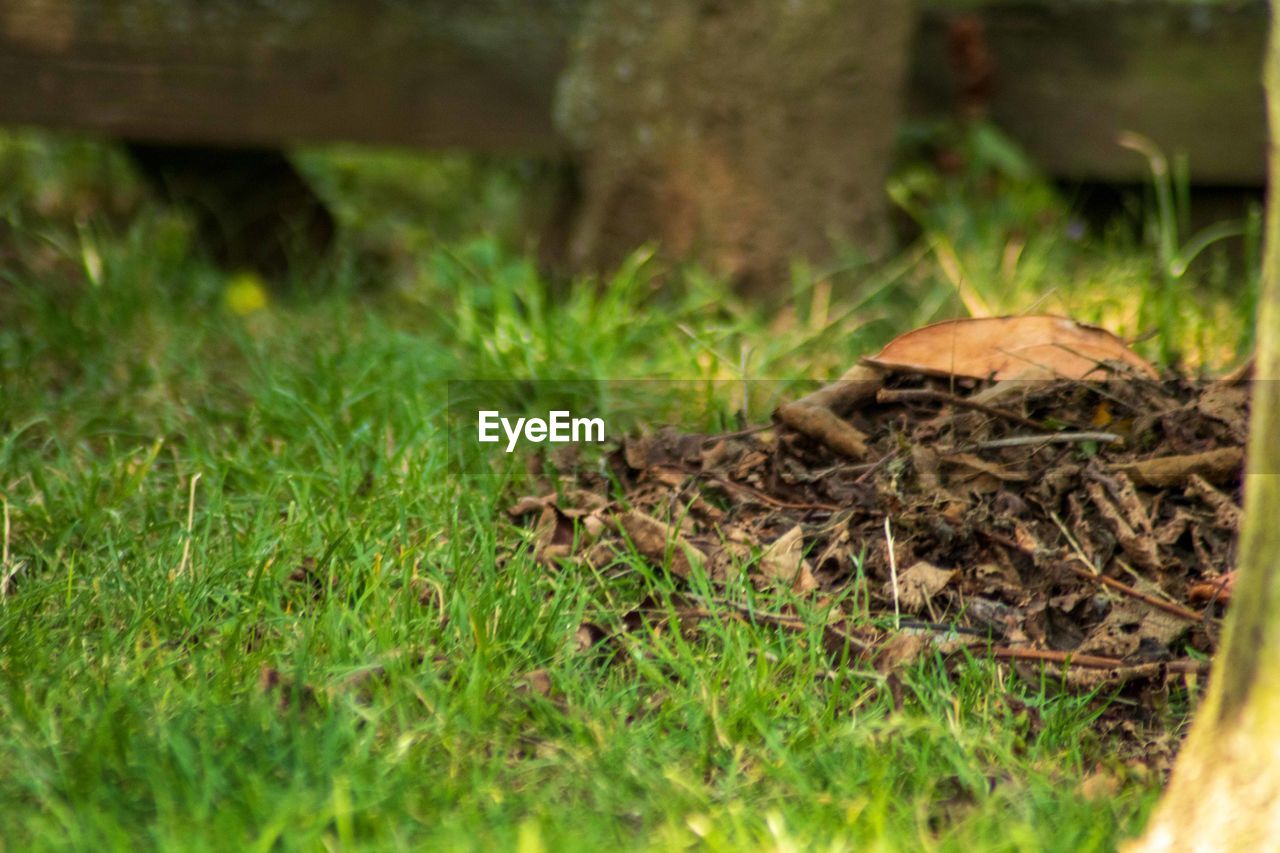 CLOSE-UP OF MUSHROOM ON GRASS