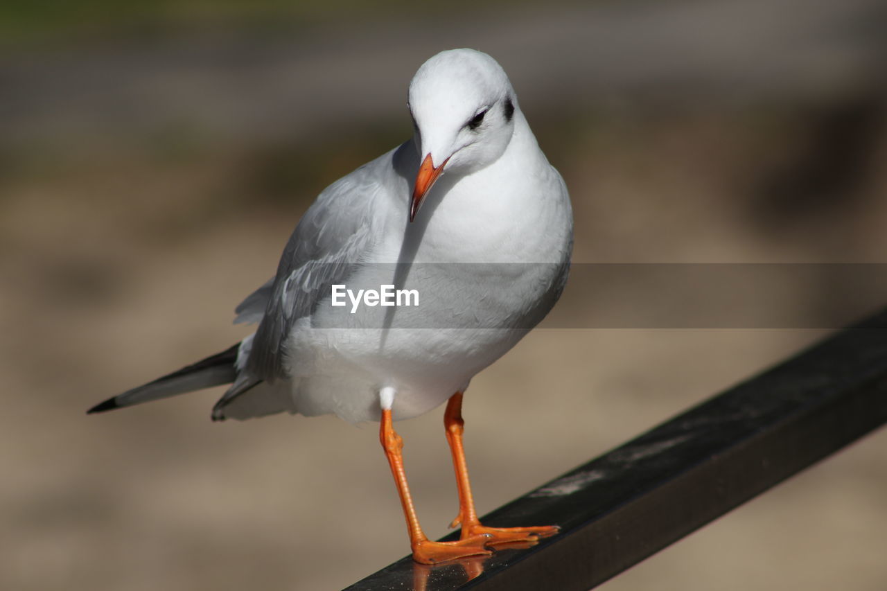 CLOSE-UP OF BIRD