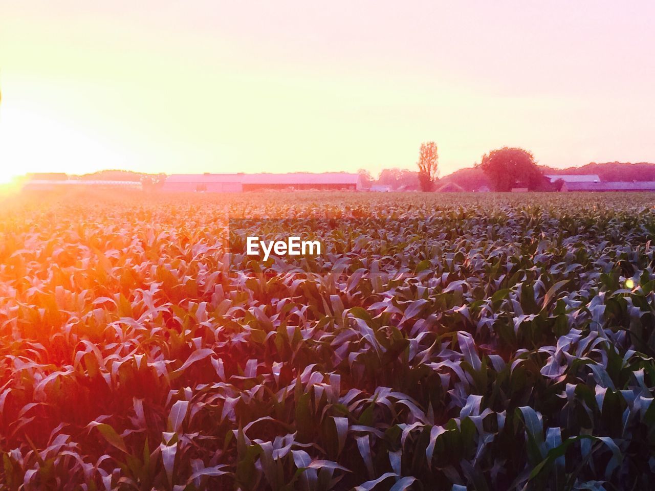 Field of corn at sunset