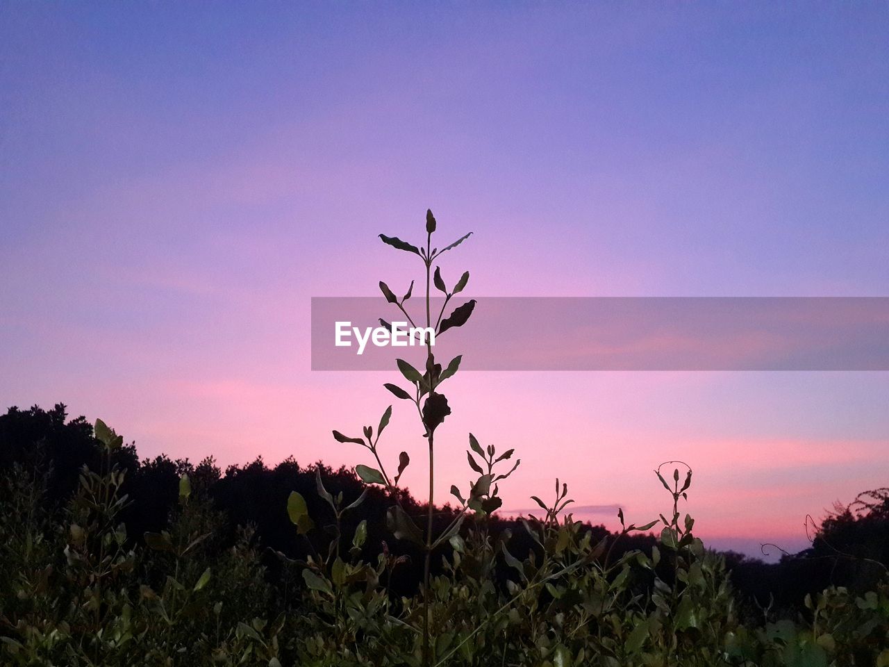 SILHOUETTE OF PLANT AGAINST SKY