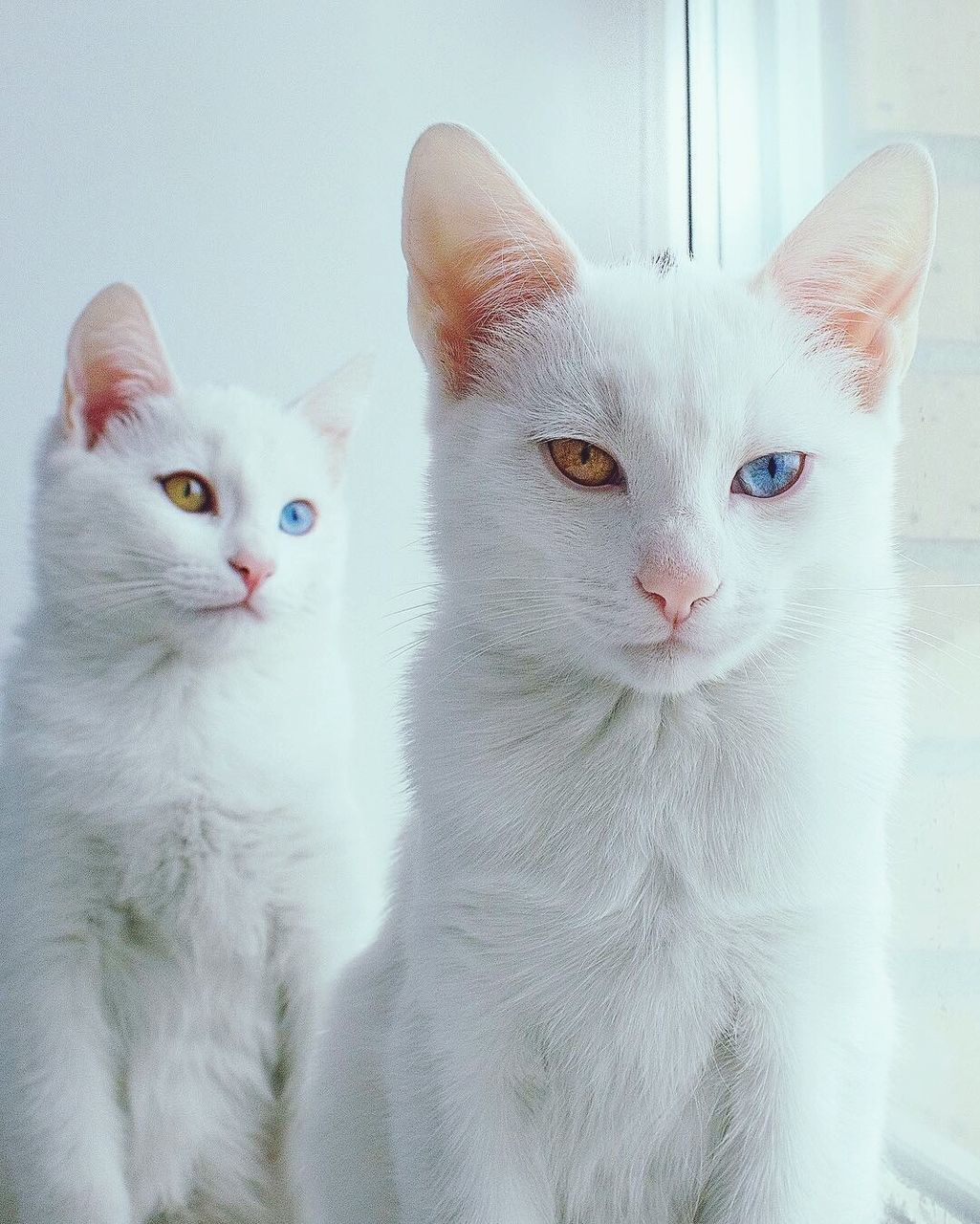 Close-up of white cats at home