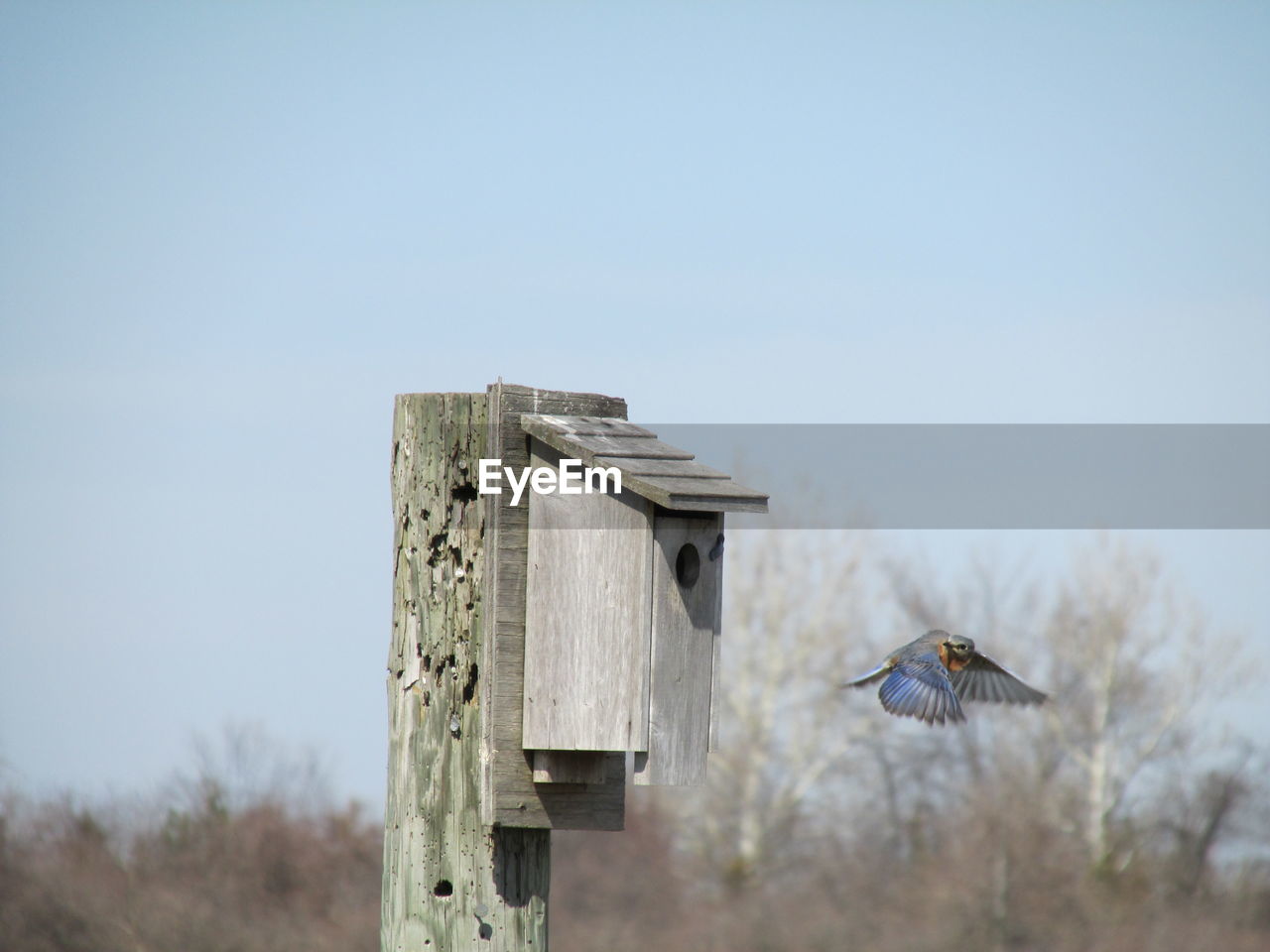 Bird flying close to wooden rustic birdhouse