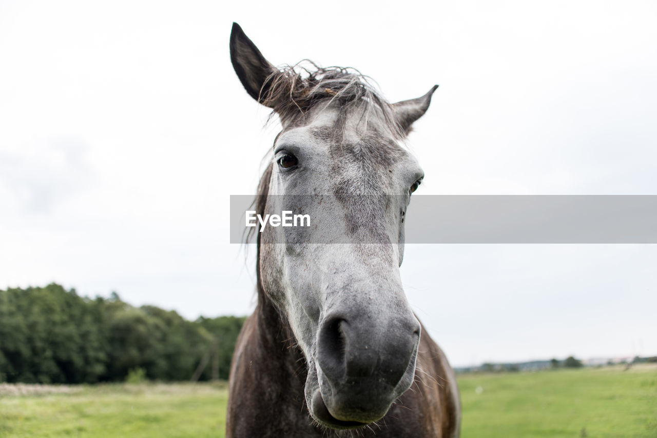 PORTRAIT OF A HORSE ON FIELD