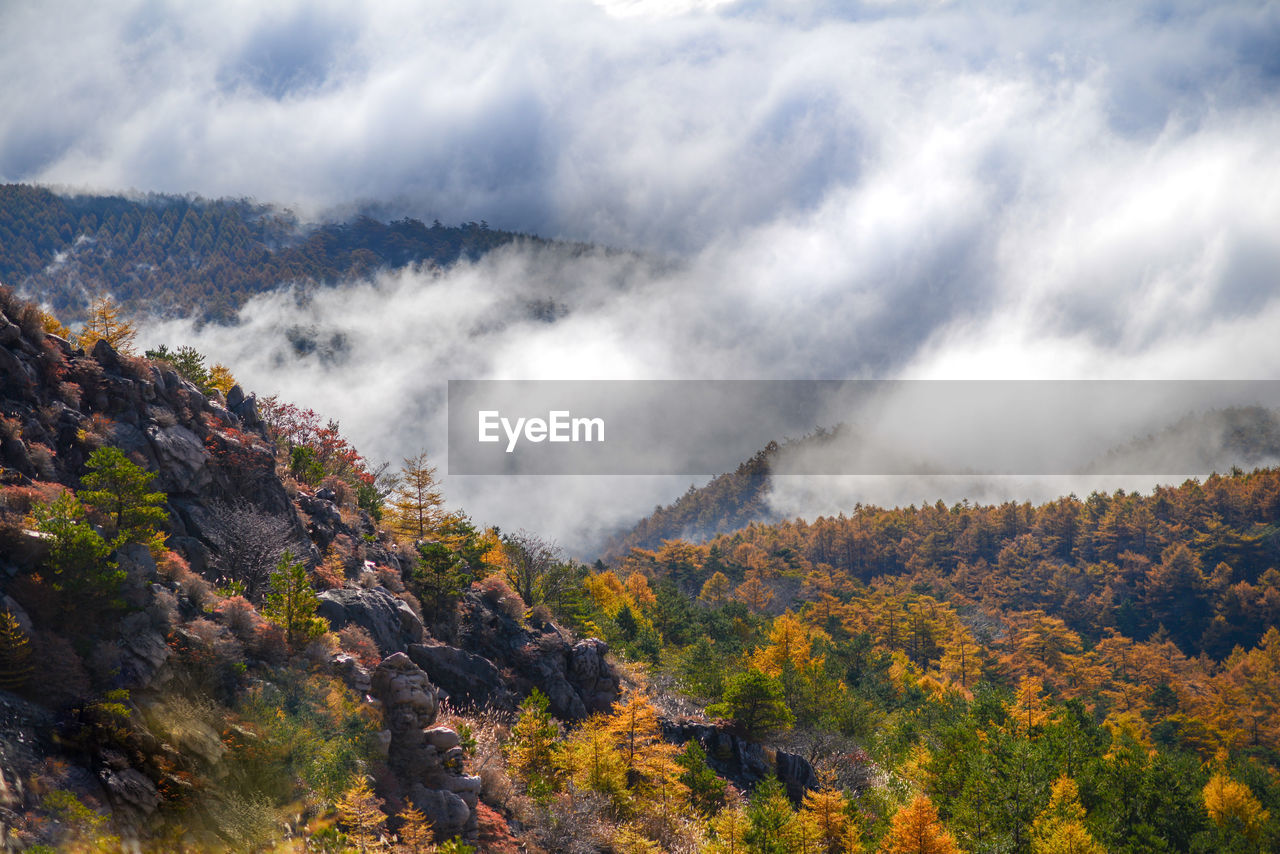 nature, environment, mountain, wilderness, landscape, plant, scenics - nature, beauty in nature, land, cloud, autumn, tree, sky, forest, fog, mountain range, leaf, ridge, no people, pine tree, pinaceae, travel, non-urban scene, outdoors, coniferous tree, travel destinations, pine woodland, mountain peak, valley, social issues, morning, tourism, day, tranquility, activity, plateau, multi colored, yellow, tranquil scene, woodland, rock