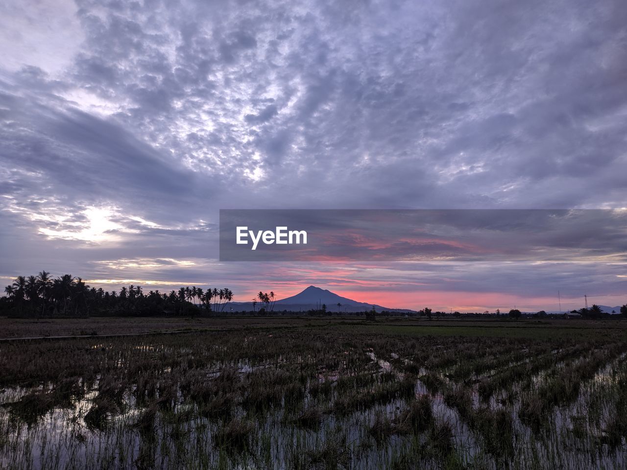 Scenic view of agricultural field against sky during sunrise