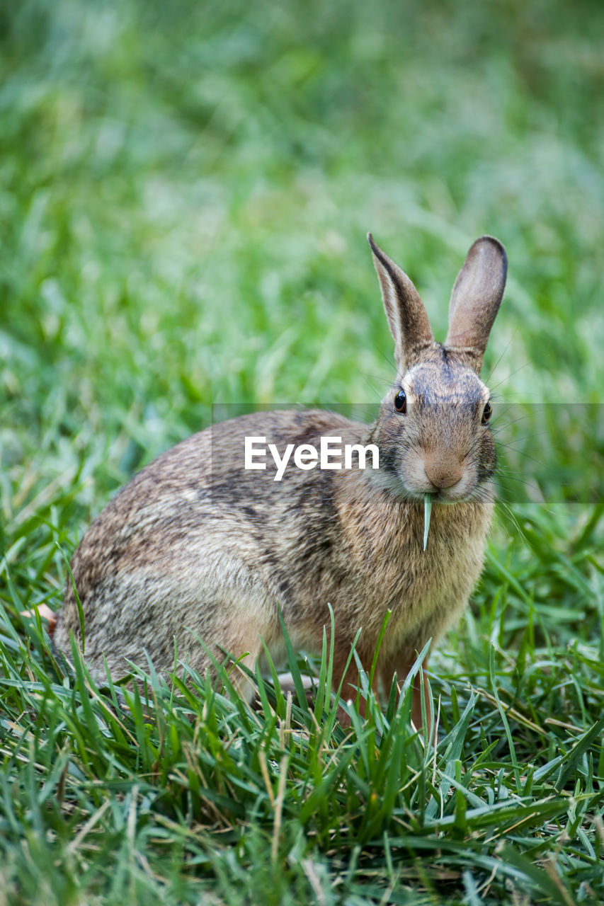 Close-up portrait on rabbit sitting on grassy field