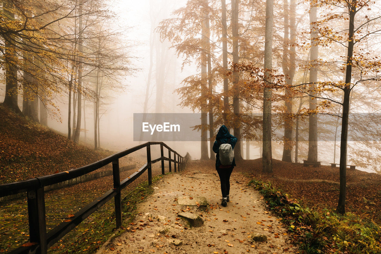 Rear view of woman walking in forest, on a foggy autumn day.