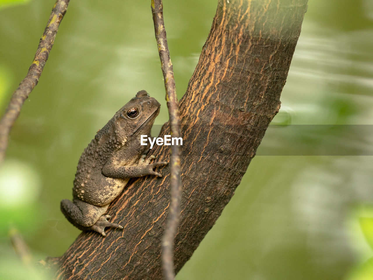 CLOSE-UP OF A LIZARD ON TREE