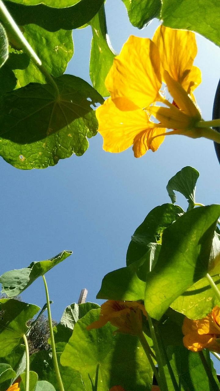 Low angle view of yellow flower in bloom