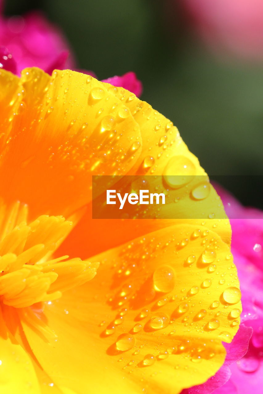 Close-up of water drops on yellow flower