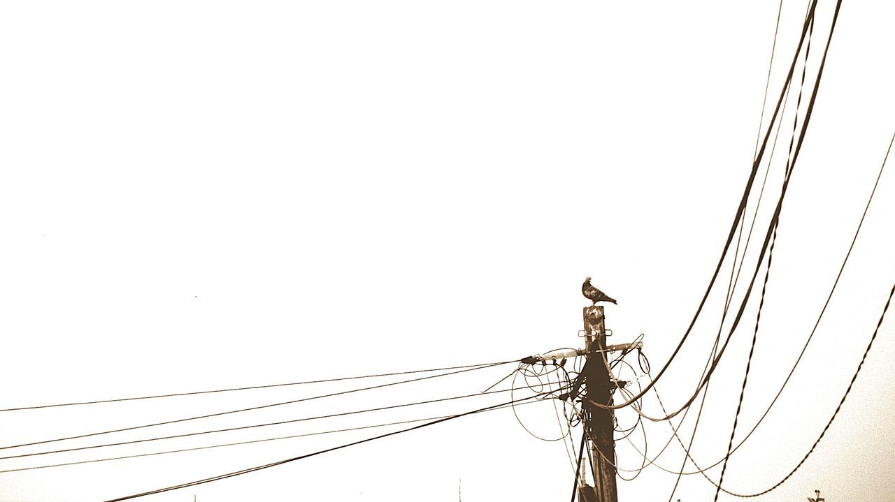 Bird perching on electricity pylon against clear sky