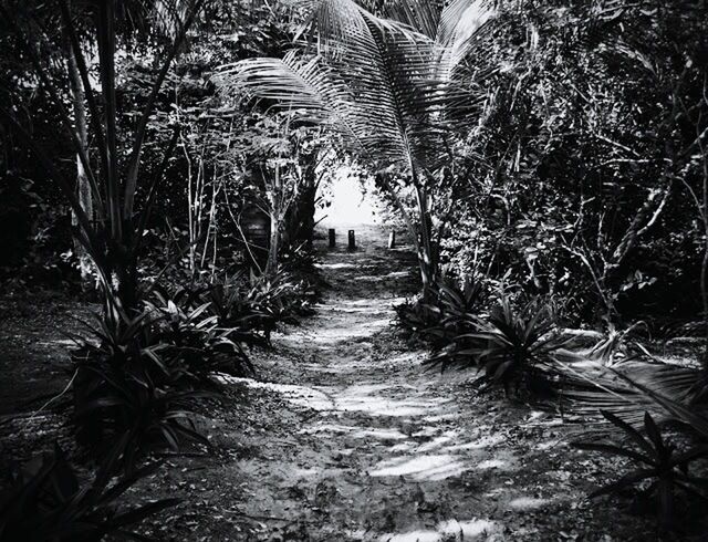 NARROW FOOTPATH ALONG TREES