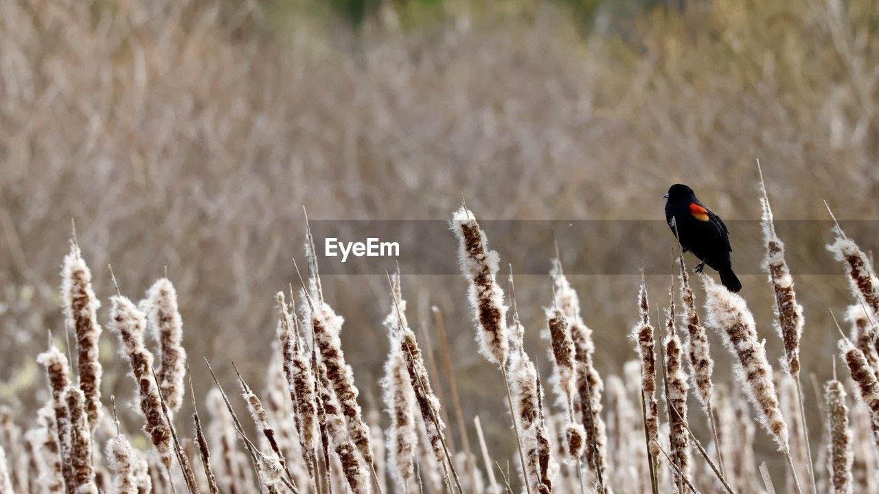 animal, grass, animal themes, nature, bird, animal wildlife, wildlife, plant, one animal, no people, day, close-up, beauty in nature, land, flower, outdoors, focus on foreground, field, prairie, perching, growth, winter