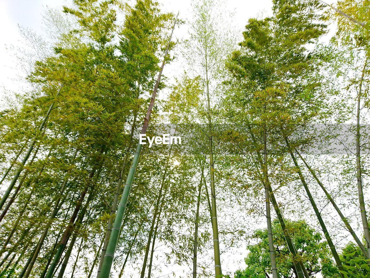 LOW ANGLE VIEW OF BAMBOO TREES AGAINST SKY