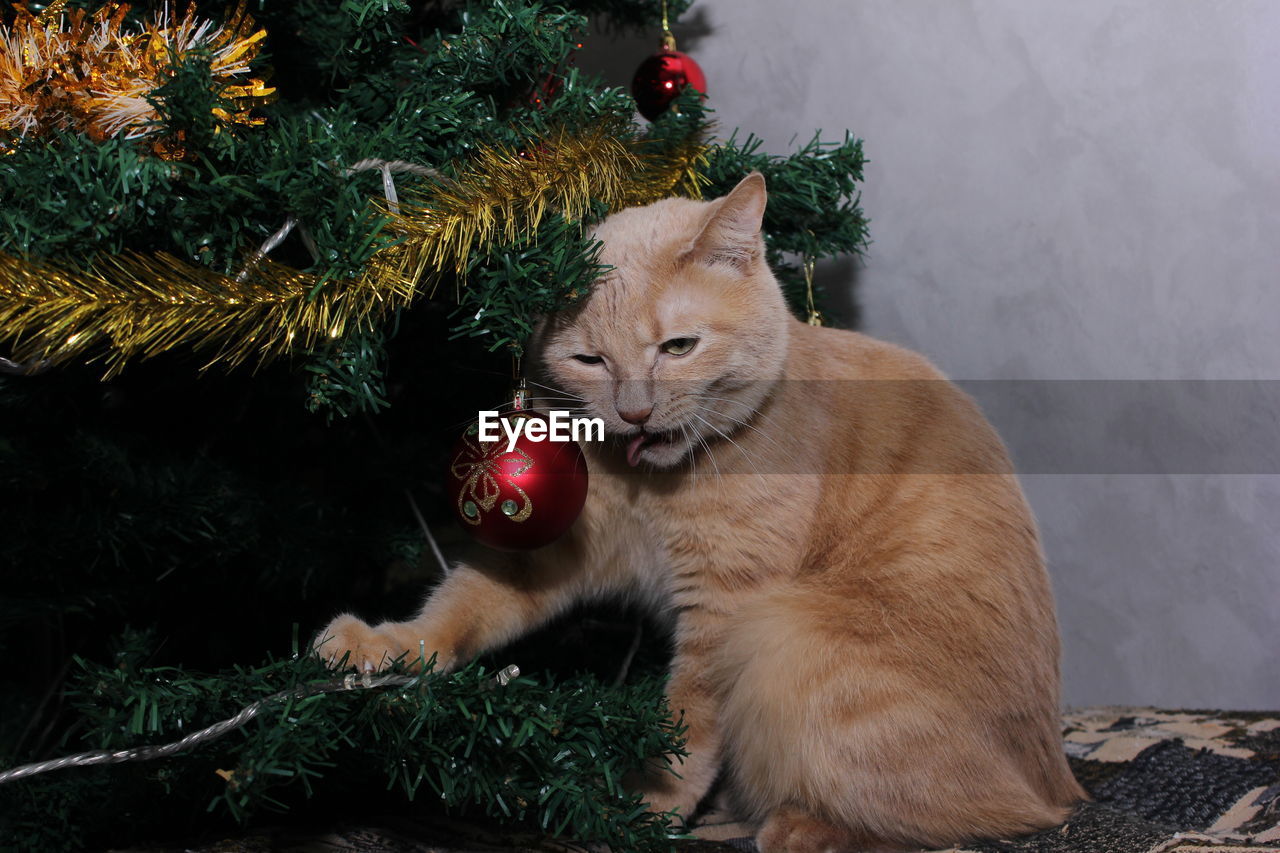 A red cat with its tongue hanging out is sitting at home under an artificial christmas tree. poor 