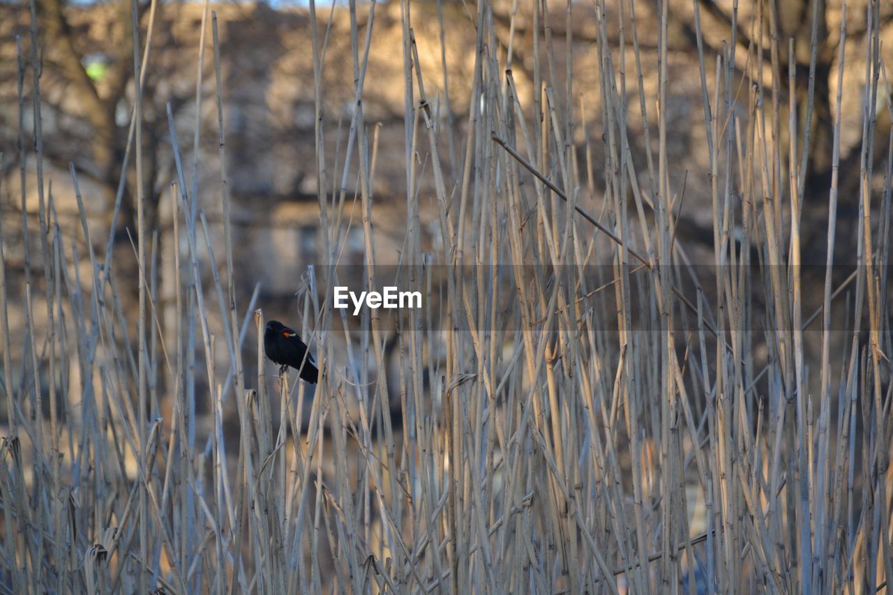 Red-winged blackbird perching on dead plants