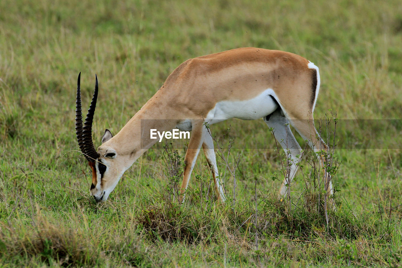 Rear view of antelope standing on field
