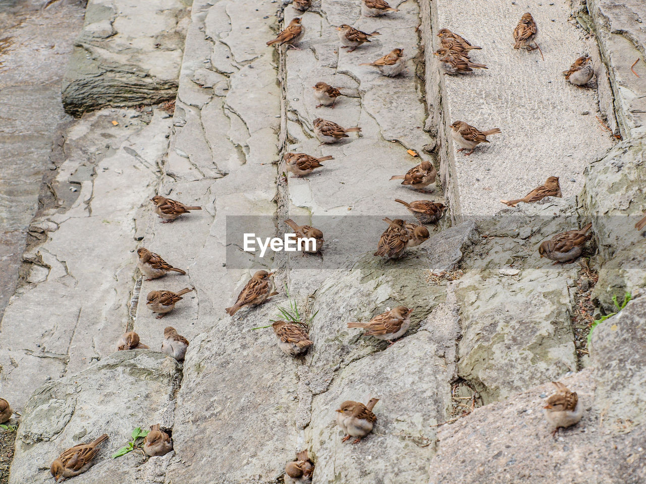 FULL FRAME SHOT OF TREE TRUNK ON WALL