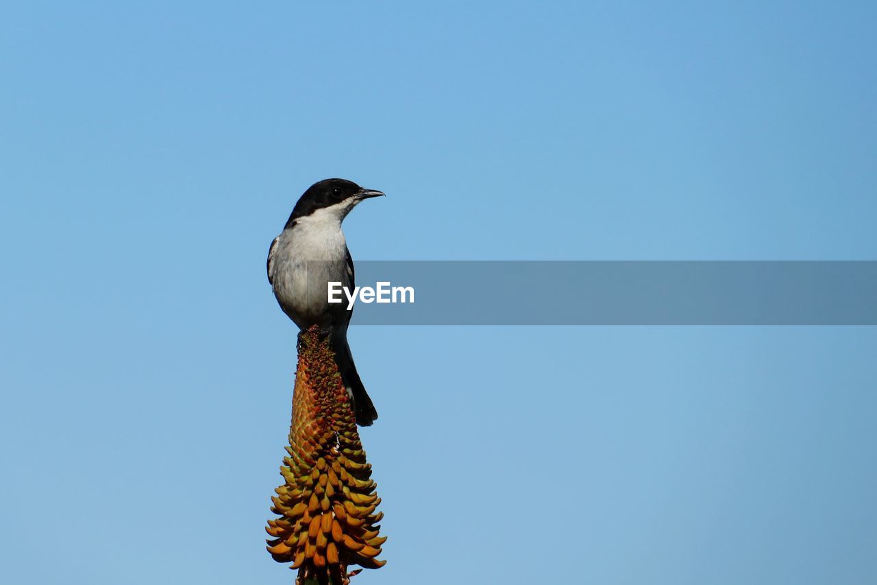 LOW ANGLE VIEW OF BIRD PERCHING ON ROCK