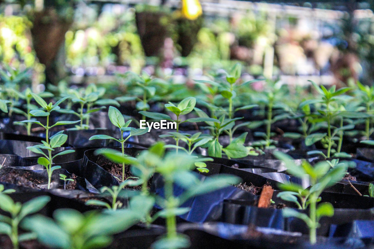 PLANTS IN GREENHOUSE