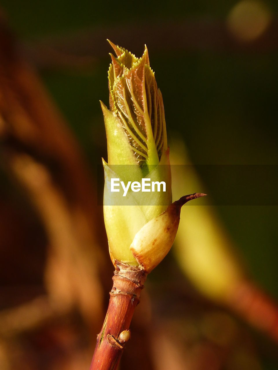 CLOSE-UP OF A PLANT