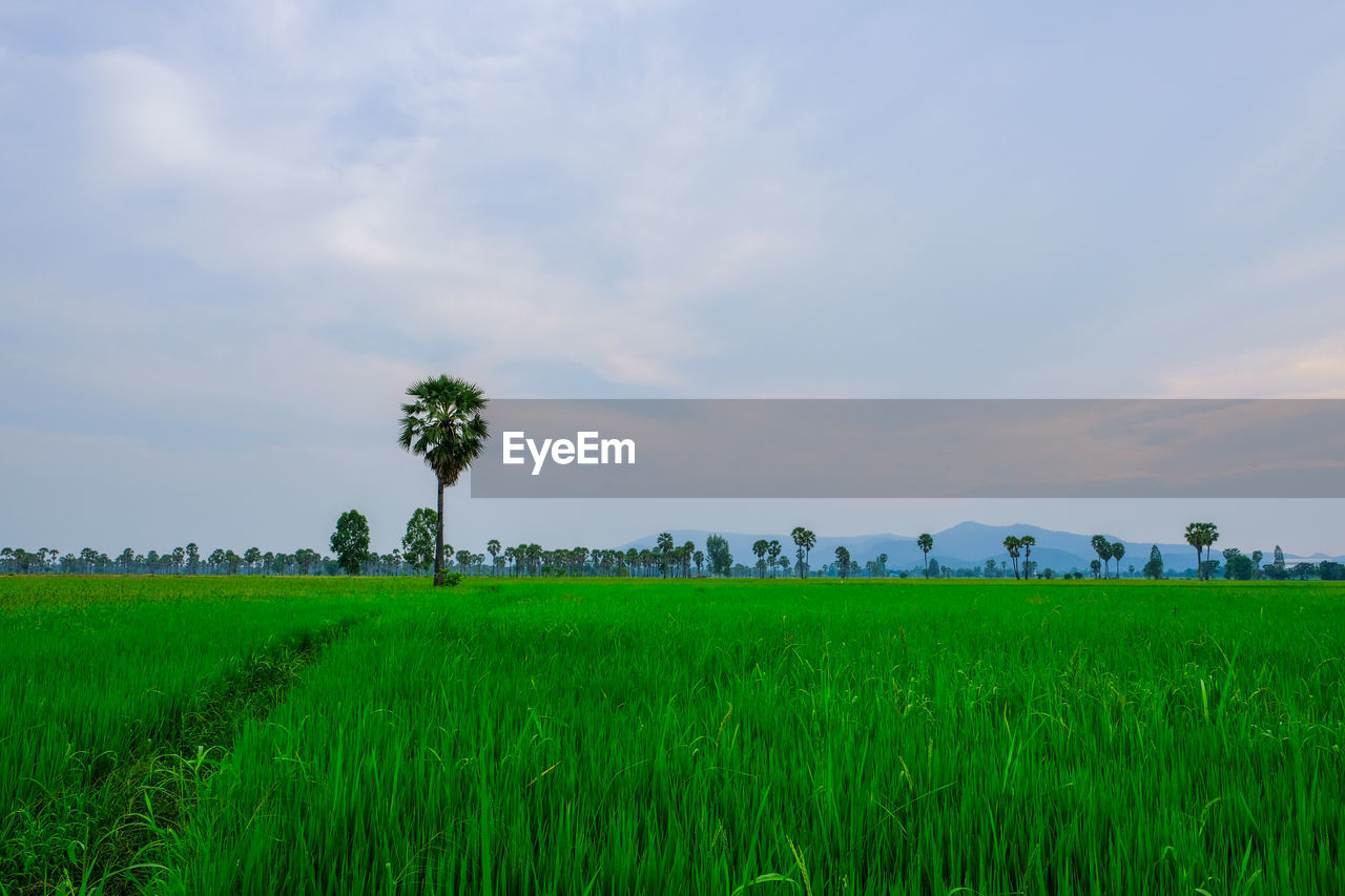 Scenic view of agricultural field against sky