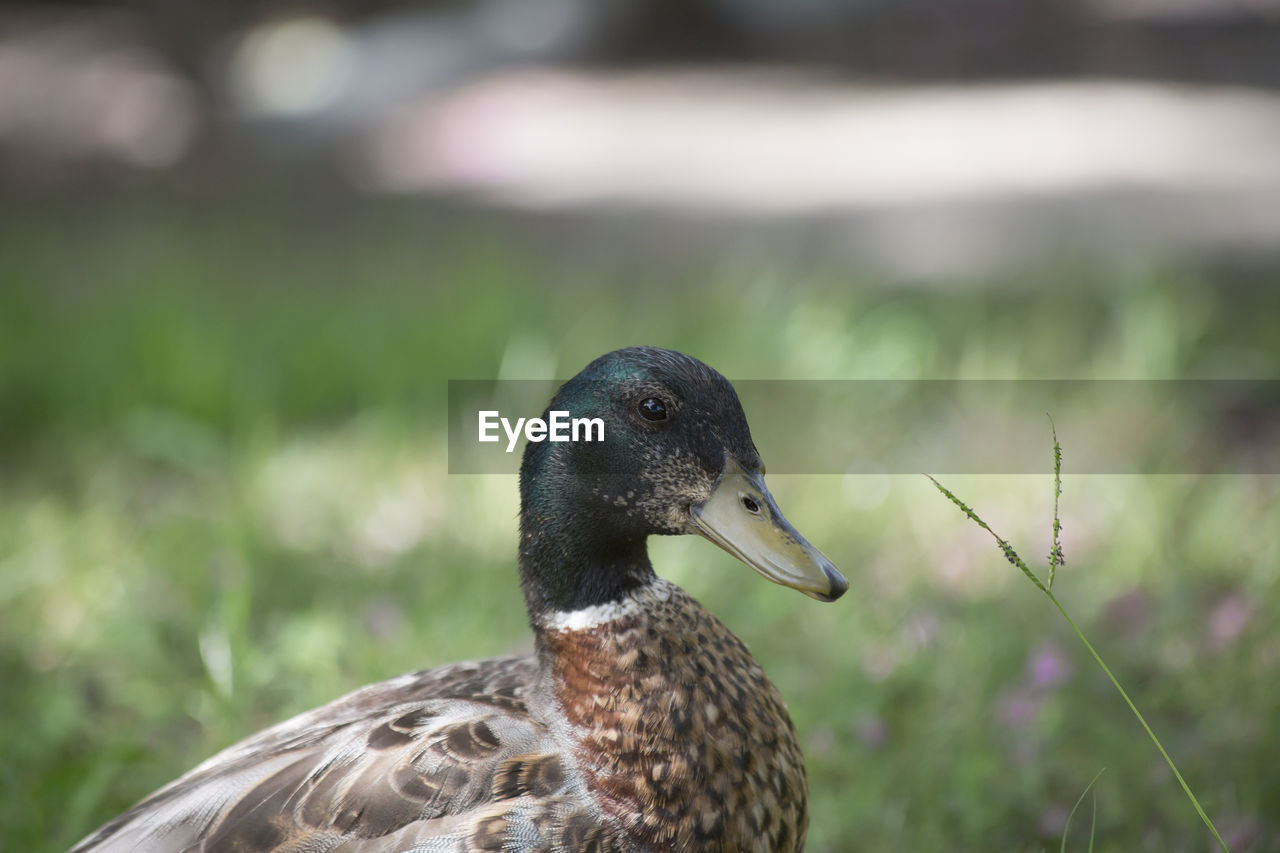 Immature mallard drake anas platyrhynchos